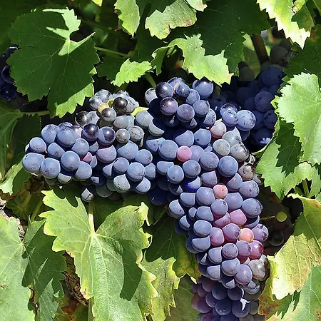 Вілла Le Clos De Grenadines *